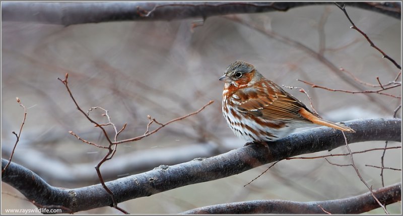 Fox Sparrow (Passerella iliaca) by Ray