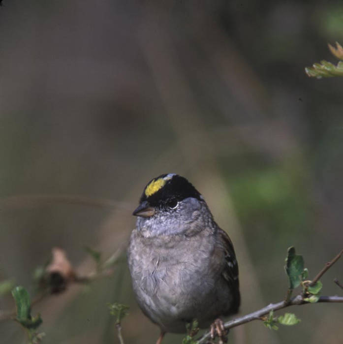 Golden-crowned Sparrow (Zonotrichia atricapilla) ©USFWS