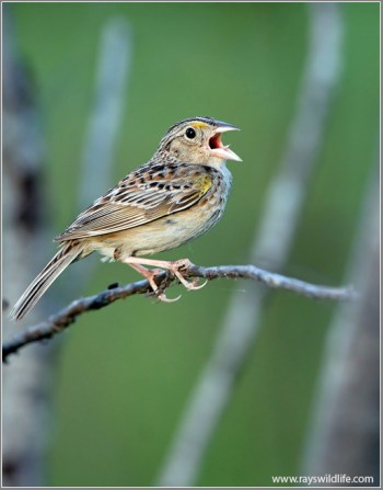 Grasshopper Sparrow (Ammodramus savannarum) by Ray