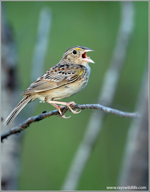 Grasshopper Sparrow (Ammodramus savannarum) by Ray