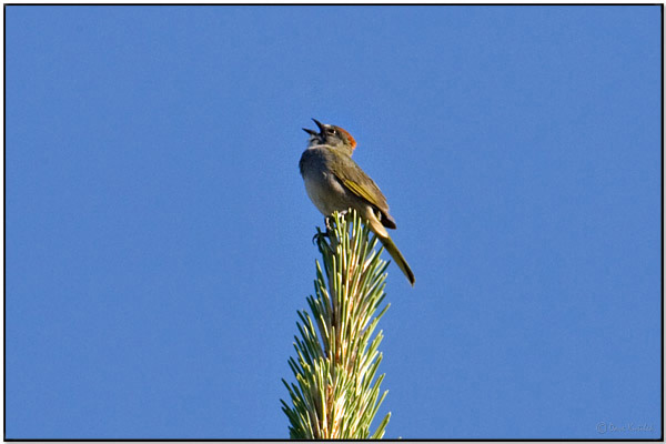 Green-tailed Towhee (Pipilo chlorurus) by Daves BirdingPix