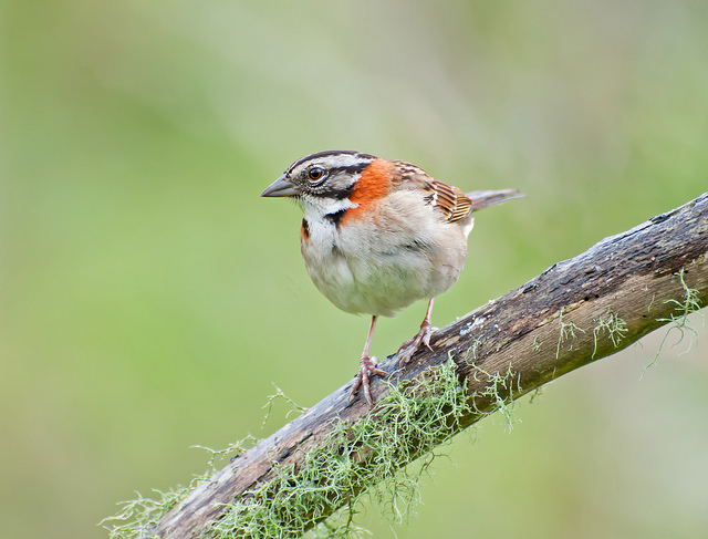 Rufous-collared Sparrow (Zonotrichia capensis) by Dario Sanches