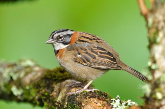 Rufous-collared Sparrow (Zonotrichia capensis) Reinier Munguia