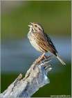Savannah Sparrow by Ray