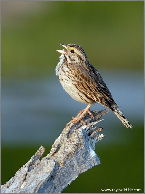 Savannah Sparrow by Ray