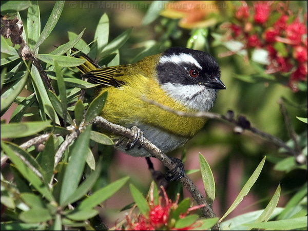 Sooty-capped Bush Tanager (Chlorospingus pileatus) by Ian