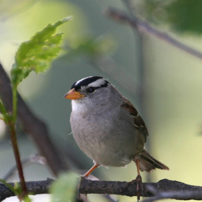 White-crowned Sparrow (Zonotrichia leucophrys) ©USFWS