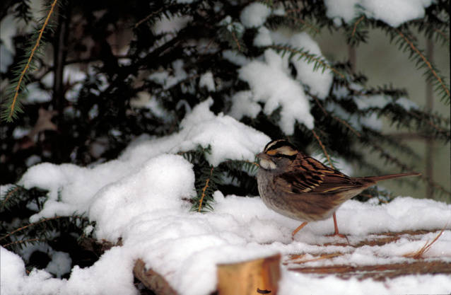 White-throated Sparrow (Zonotrichia albicollis) ©USFWS