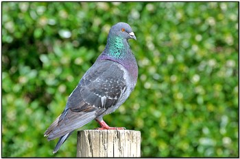 Common Pigeon -aka Rock(Columba livia) by Daves BirdingPix