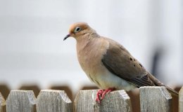 Birds and Jesus – Infant Visit To&nbsp;Temple