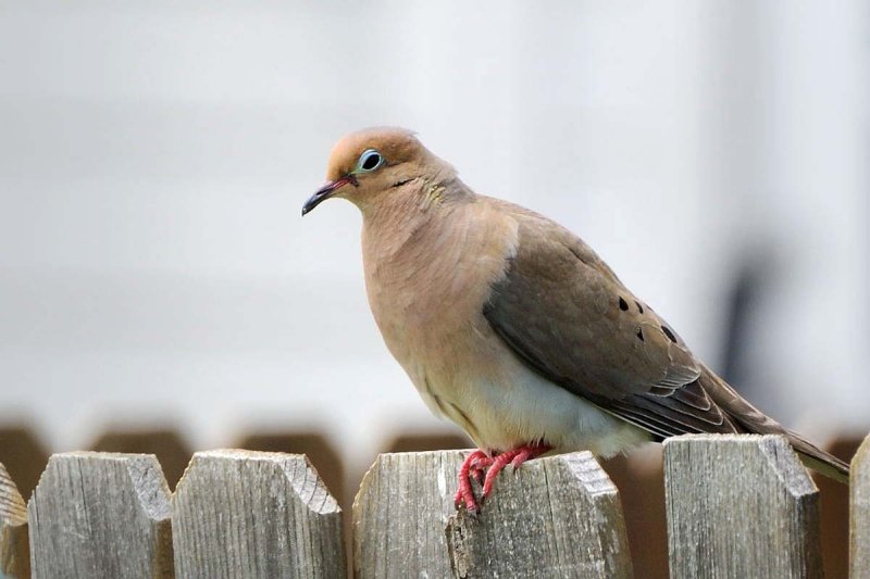 Mourning Dove (Zenaida macroura) 2 Neal Addy Gallery
