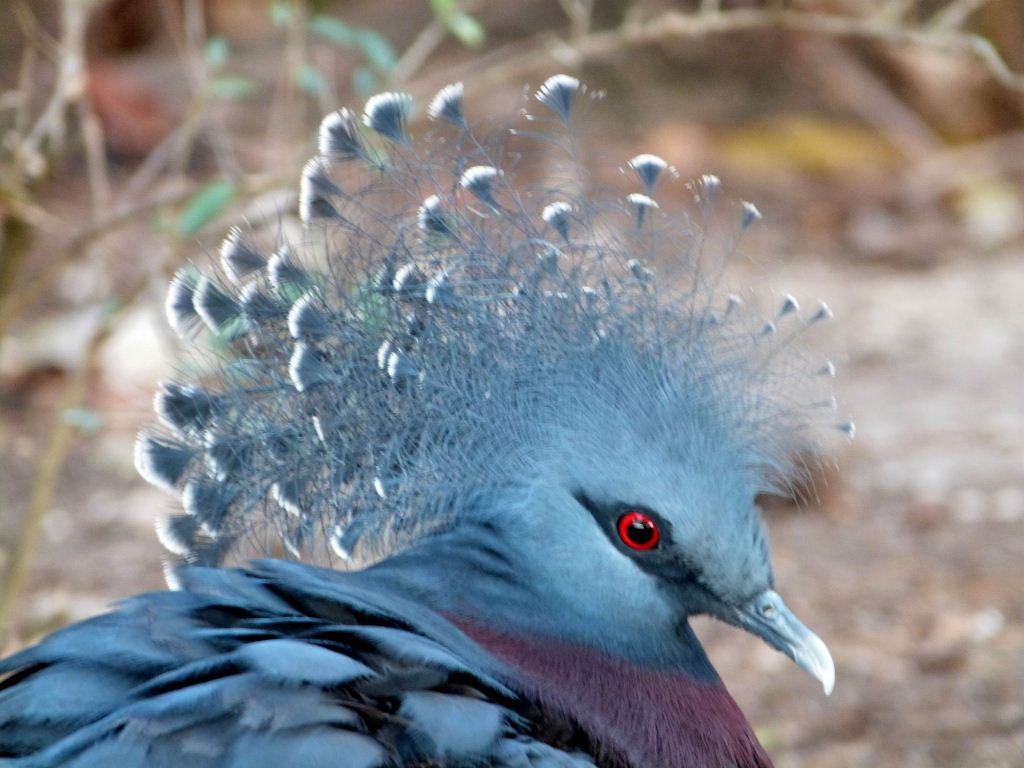 Victoria Crowned Pigeon (Goura victoria) by Lee at Zoo Miami