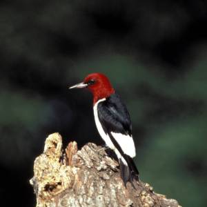 Red-headed Woodpecker (Melanerpes erythrocephalus) ©USFWS