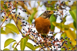 American Robin (Turdus migratorius) by Daves BirdingPix