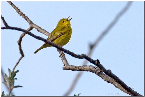 American Yellow Warbler (Setophaga aestiva) by Daves BirdingPix