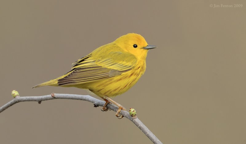 American Yellow Warbler (Setophaga aestiva) by J Fenton