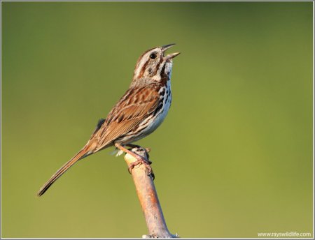 Song Sparrow by Ray - Stoney Creek Ontario Canada