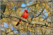 Northern Cardinal (Cardinalis cardinalis) by Daves BirdingPix