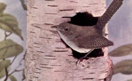 Vol. 2, No. 3 – The House&nbsp;Wren