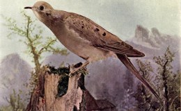 Vol. 2, No. 3 – The Mourning&nbsp;Dove