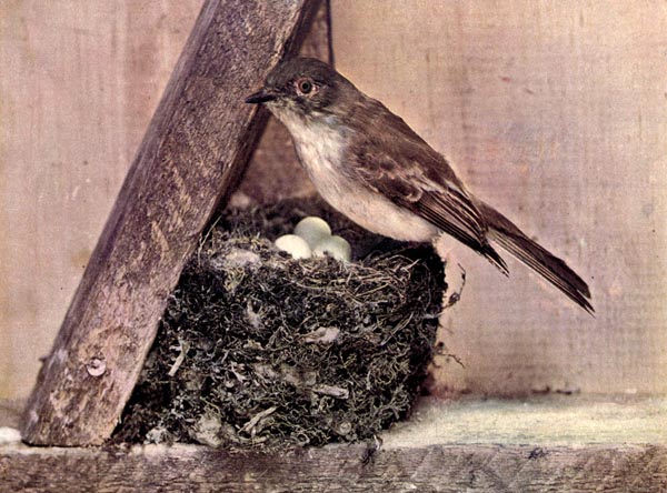 The Phoebe for Birds Illustrated by Color Photography, 1897