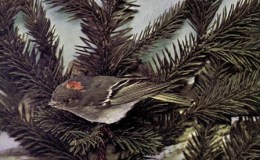 Vol. 2, No. 3 – The Ruby-Crowned&nbsp;Kinglet