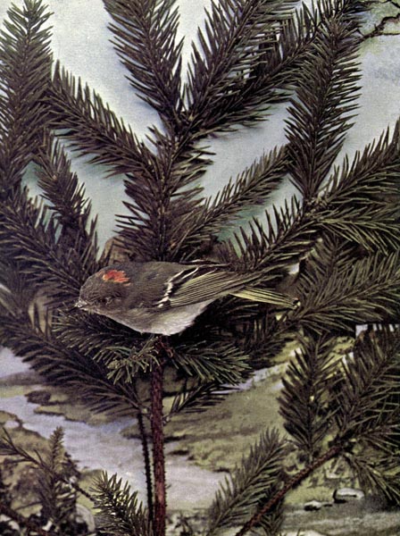 The Ruby-crowned Kinglet for Birds Illustrated by Color Photography, 1897