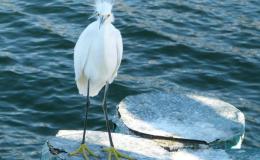 Birds of the Bible – Loading the&nbsp;Ark