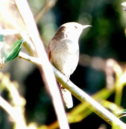 House Wren Proof Shot by Lee at Circle B