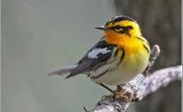 Birds Illustrated Completely Moved&nbsp;Here