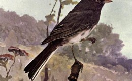 Vol. 2, No. 4 – The Slate-Colored&nbsp;Junco
