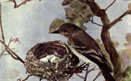 Vol. 2, No. 4 – The Wood&nbsp;Pewee