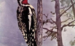 Vol. 2, No. 4 – The Yellow-Bellied&nbsp;Sapsucker