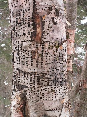 Yellow-bellied Sapsucker (Sphyrapicus varius) Holes in tree ©WikiC