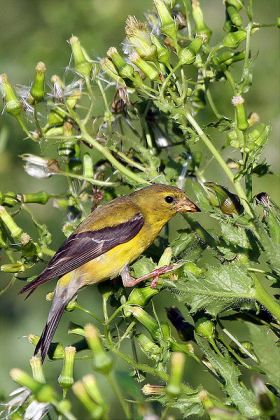 American Goldfinch (Carduelis tristis) Female ©WikiC