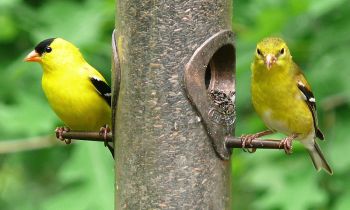 American Goldfinch (Carduelis tristis) Male and Female ©WikiC