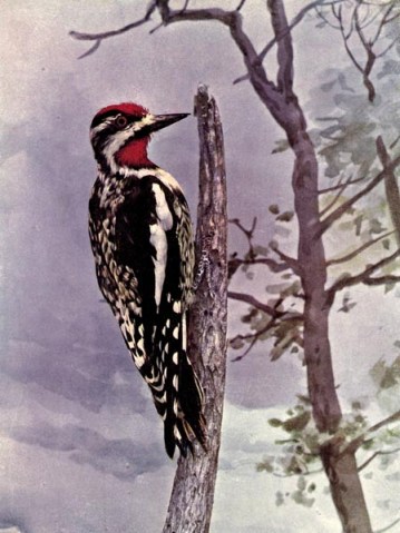Yellow-bellied Sapsucker of Birds Illustrated by Color Photography, 1897