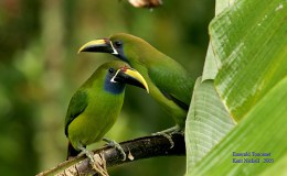 Precious Stones and Birds –&nbsp;Introduction