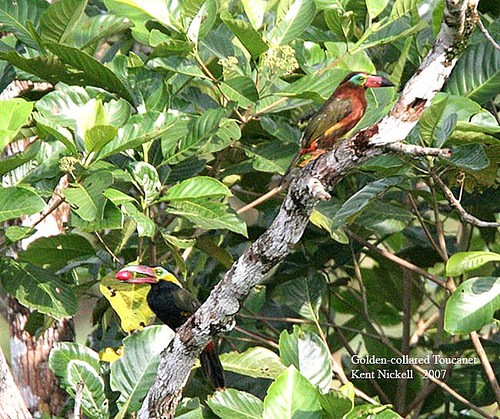 Golden-collared Toucanet (Selenidera reinwardtii) by Kent Nickel