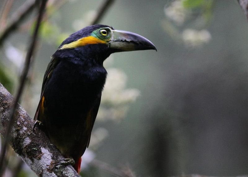 Golden-collared Toucanet (Selenidera reinwardtii) ©WikiC