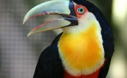 Wordless Toucan