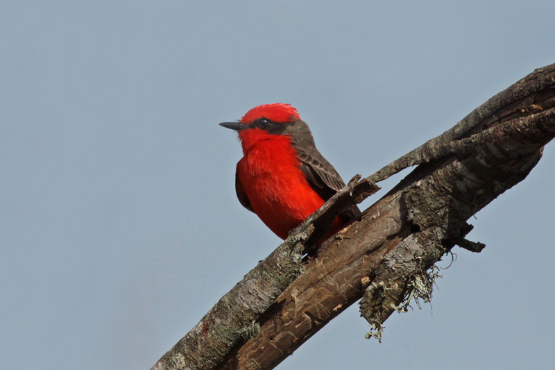 Vermilion Flycatcher (Pyrocephalus rubinus) by Margaret Sloan