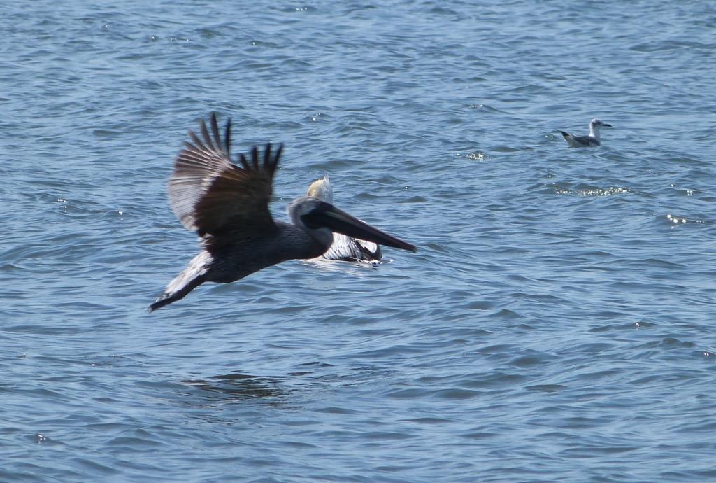 Brown Pelican and Laughing Gull