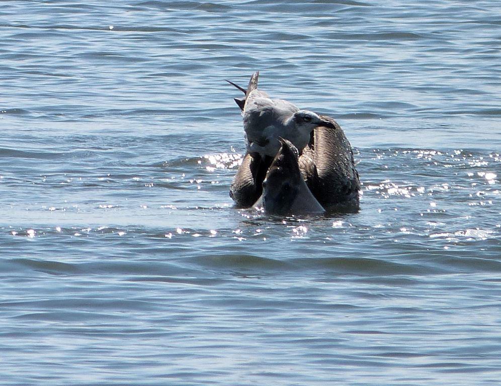 Laughing Gull lands on Pelican as he comes up