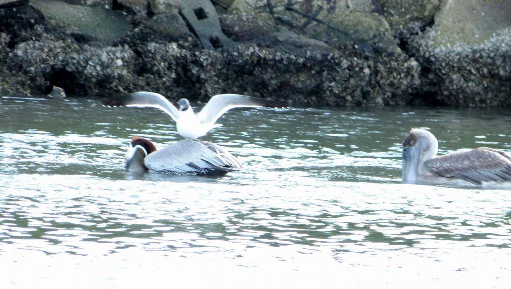 Laughing Gull landing on Brown Pelican