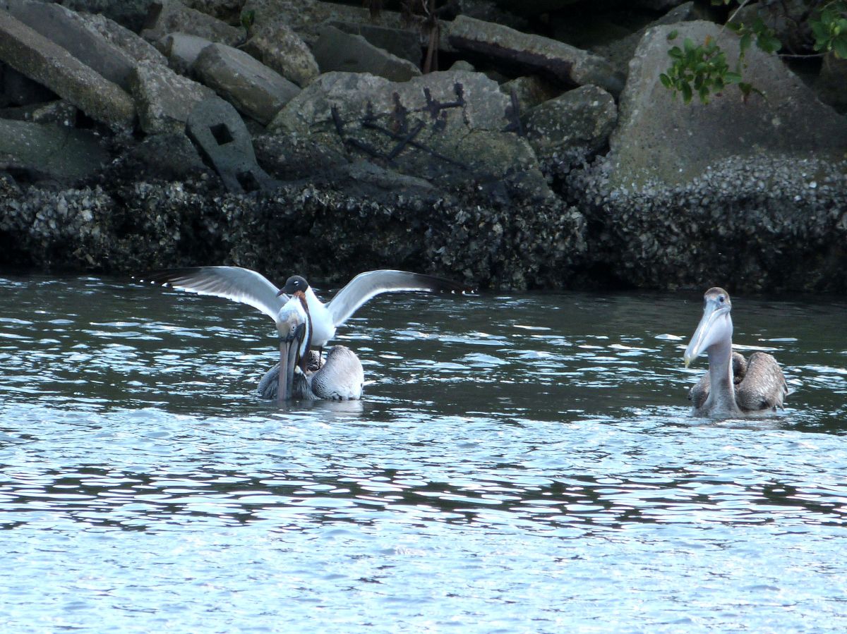 Laughing Gull landing on Brown Pelican