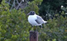 Bible Birds – Sea Gull&nbsp;Introduction