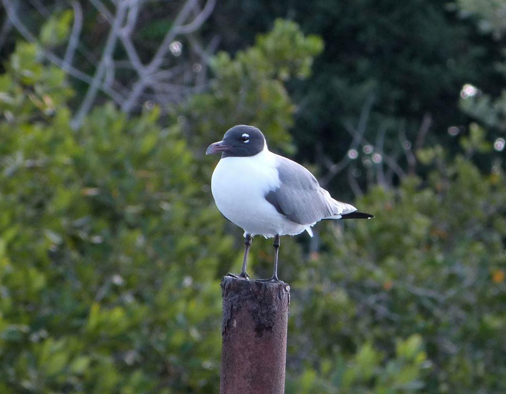 Laughing Gull on post