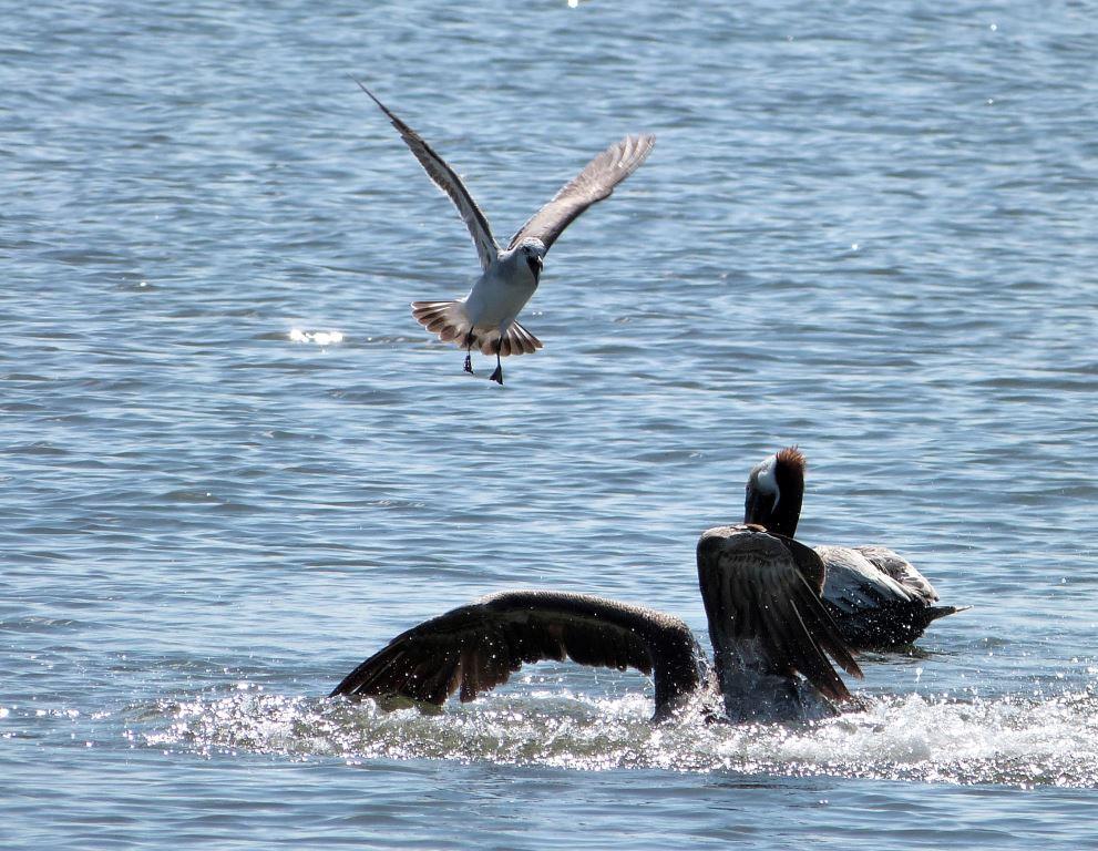 Laughing Gull watching B Pelican landing