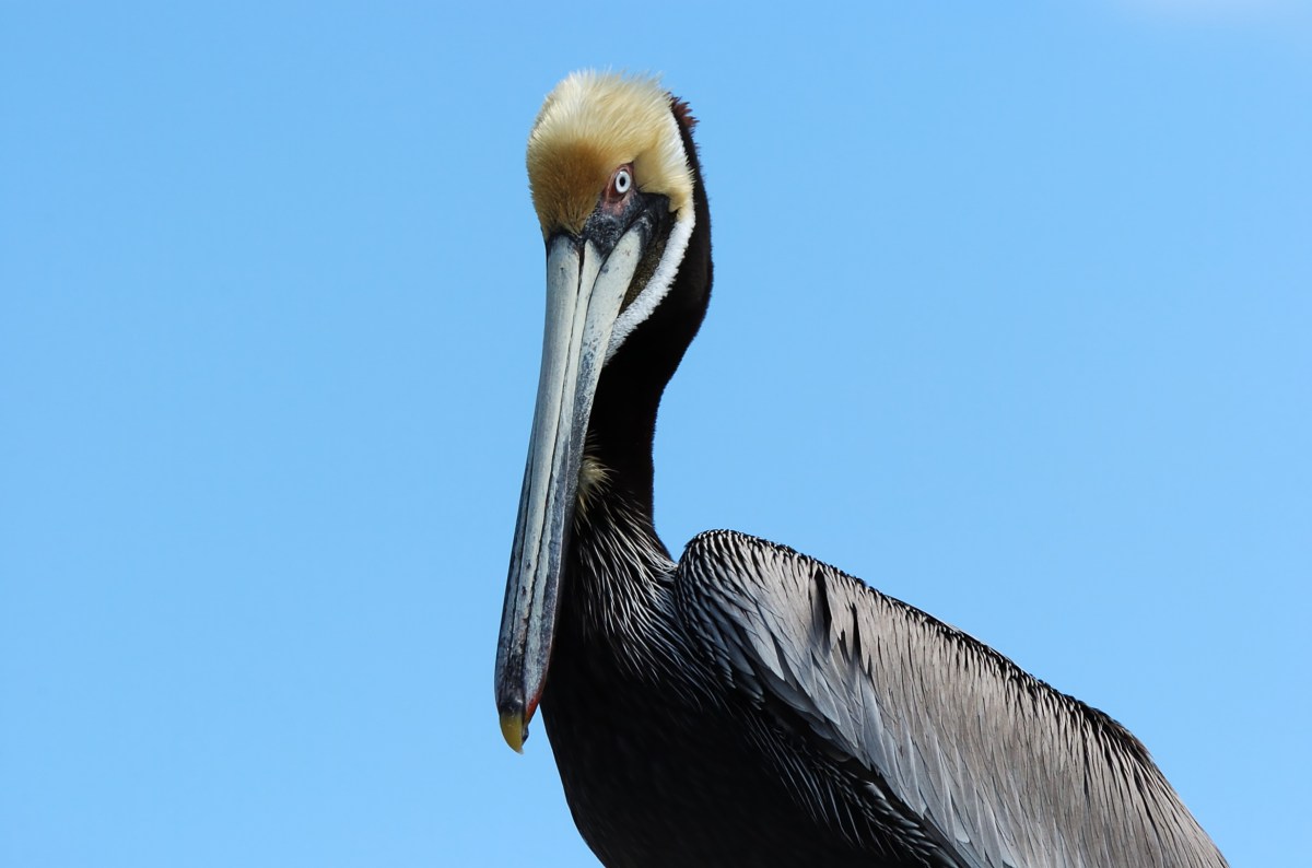 Mature Brown Pelican by Dan at MacDill